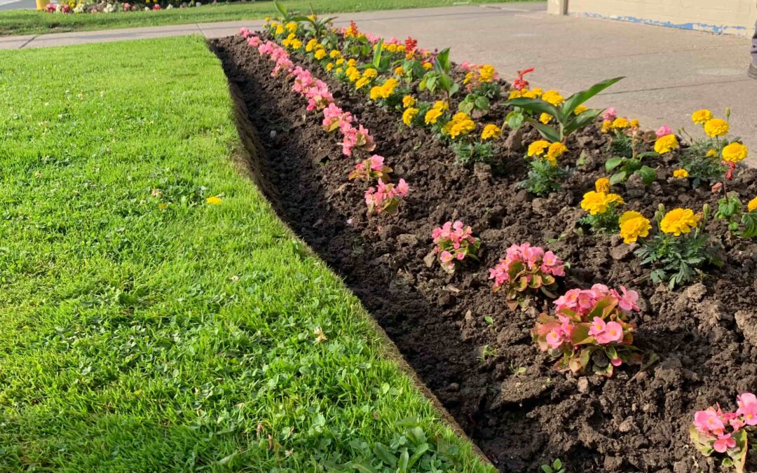 7 Proven Lawn Care Tips for a Greener Toronto Yard